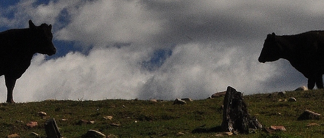 cows on Echo Basin Rd